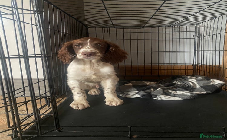 Welsh Springer Spaniel dogs - Advert 1