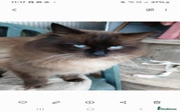 Mixed Breed cats for sale: British long hair cross Ragdoll  - Image 10