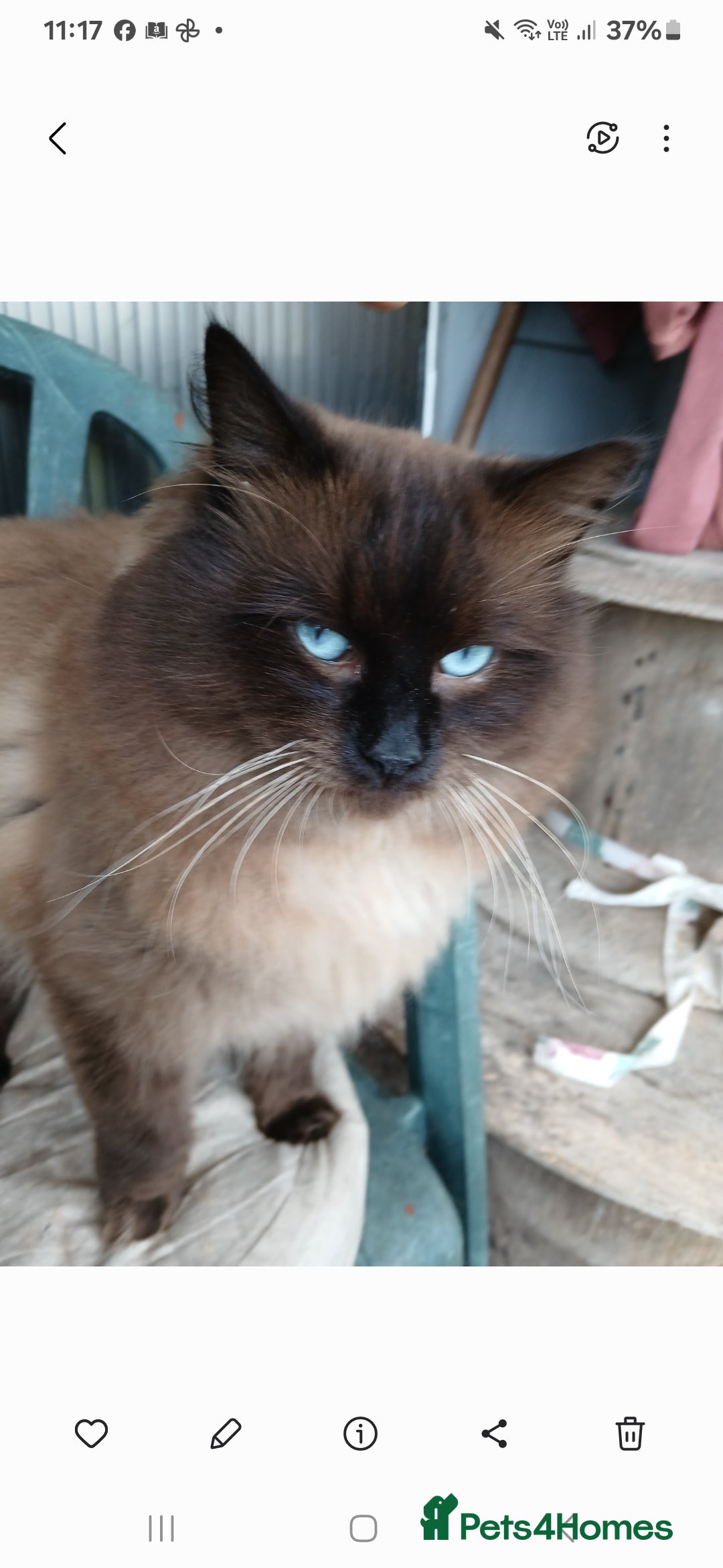 Mixed Breed cats for sale: British long hair cross Ragdoll  - Image 10