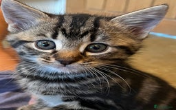 Mixed Breed cats for sale: Stunning cream tabby girl & 2 tabby boy kittens - Image 5