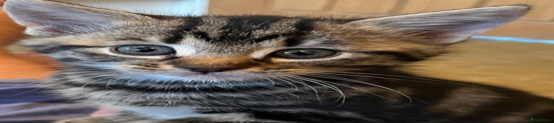 Mixed Breed Kitten 1