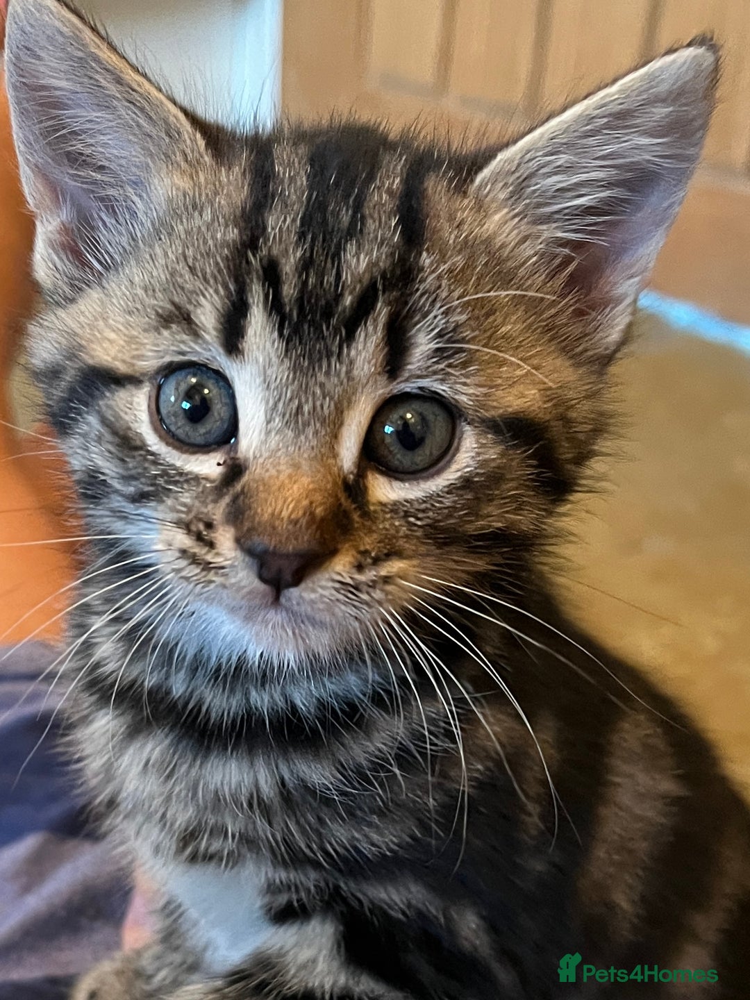 Mixed Breed cats for sale: Stunning cream tabby girl & 2 tabby boy kittens - Image 5