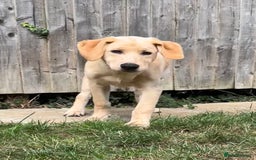 Goldendoodle dogs for sale: READY TO LEAVE - DNA health tested Puppies - Image 26