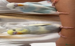 Budgerigars birds for sale: Budgies - Advert 3