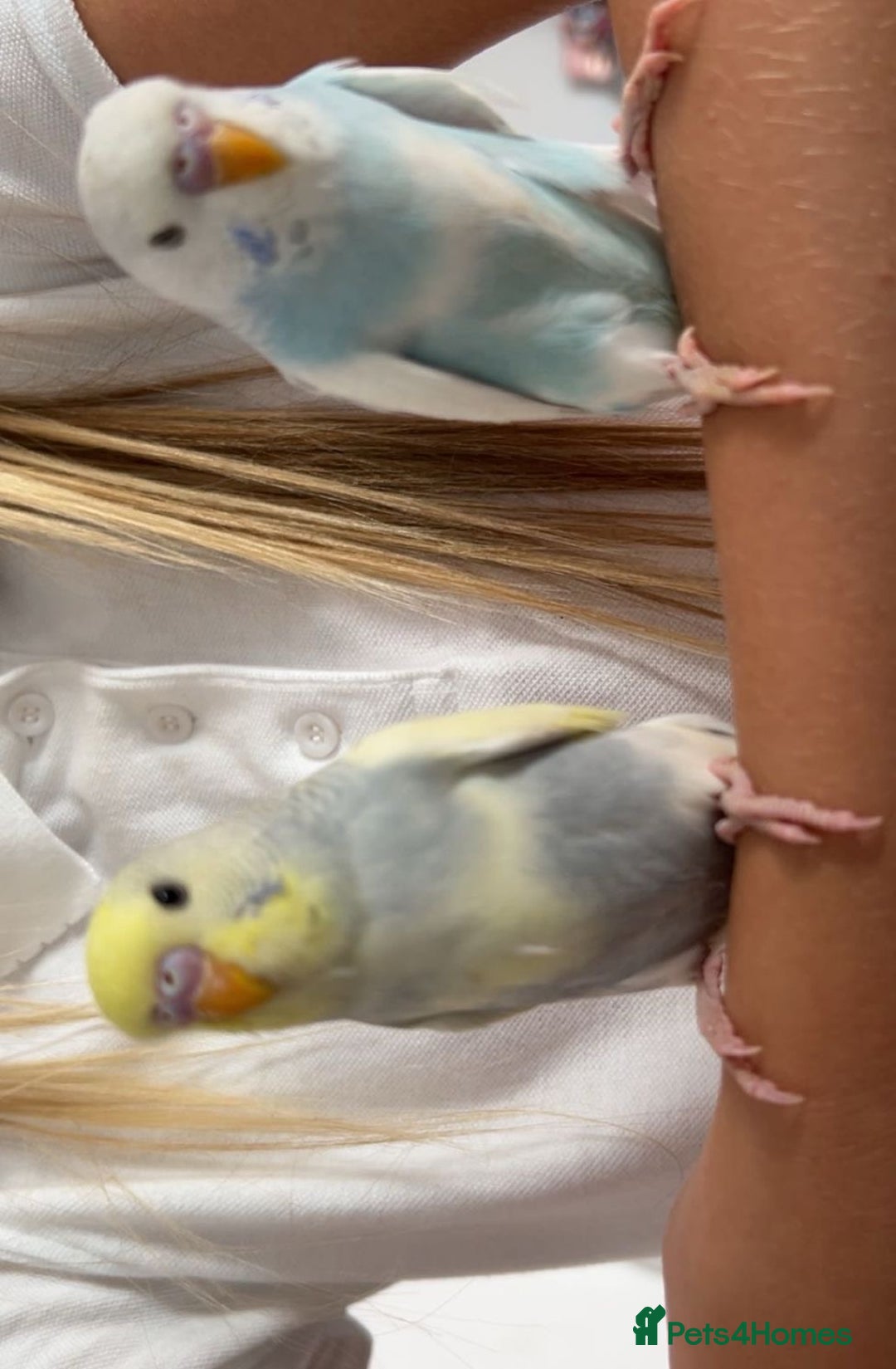 Budgerigars birds for sale: Budgies - Advert 3