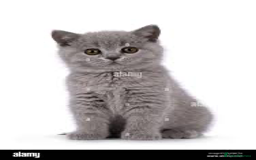 British Shorthair cats for sale: Beautiful British Blues longhair kittens 🩷💙 - Image 3