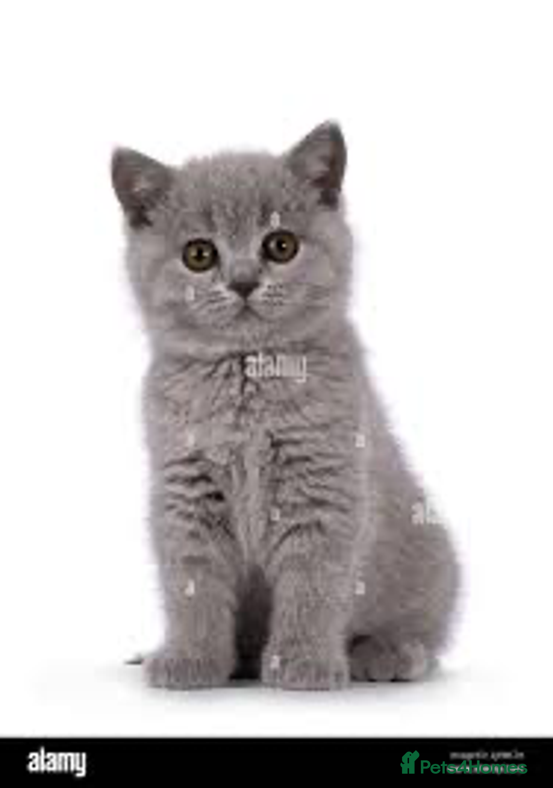 British Shorthair cats for sale: Beautiful British Blues longhair kittens 🩷💙 - Image 3
