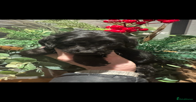 Cockapoo dogs FI STUNNING SHOW COCKERPOO PUPS  - Advert 6