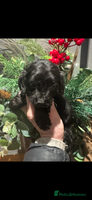 Cockapoo dogs FI STUNNING SHOW COCKERPOO PUPS - Advert 6