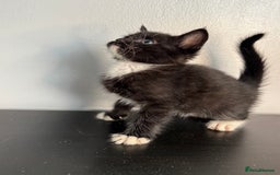 Mixed Breed cats for sale: Beautiful mixed bengal kittens  - Image 21