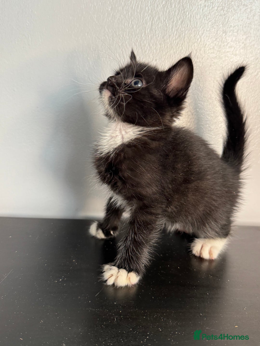 Mixed Breed cats for sale: Beautiful mixed bengal kittens  - Image 21