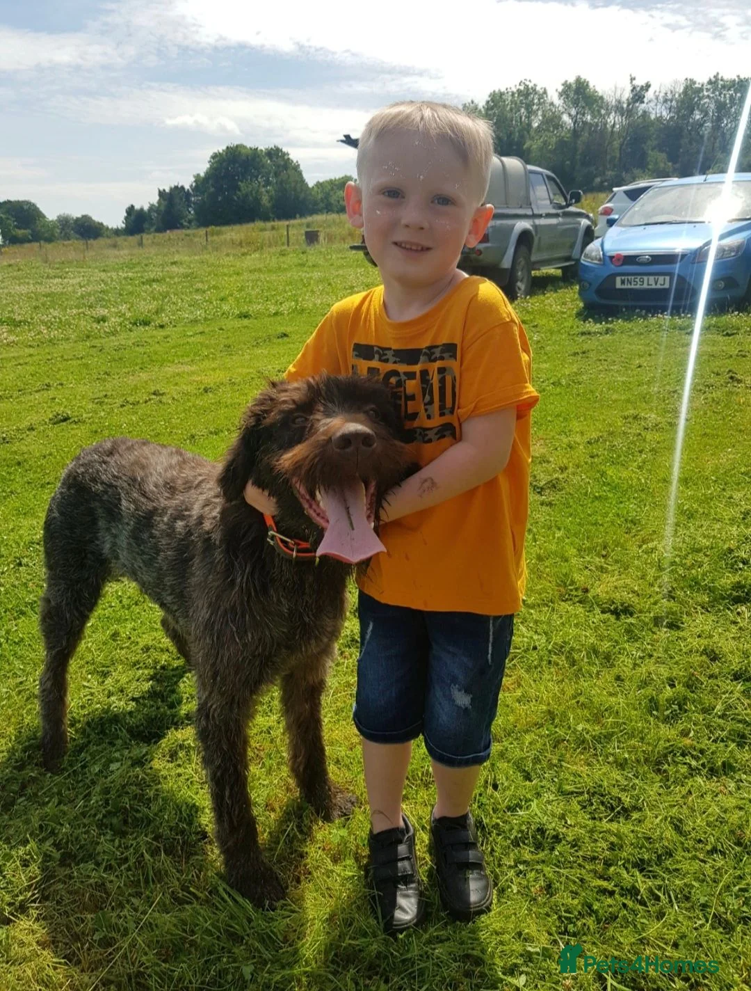 Mixed Breed dogs for sale: German Wirehaired pointer - Advert 2