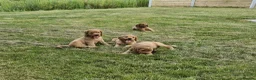 Cocker Spaniel dogs for sale: Golden Show type Cocker Spaniel puppies - Advert 6