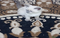 Ragdoll cats for sale: Warwick house central avenue M192ff - Image 6
