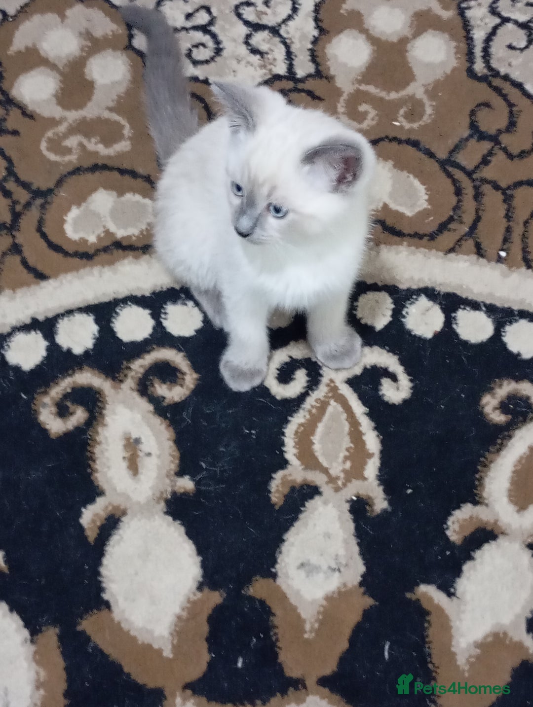 Ragdoll cats for sale: Warwick house central avenue M192ff - Image 6