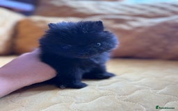 Pomeranian dogs for sale:  Pomeranian’s extra small beautiful fluffy - Image 3