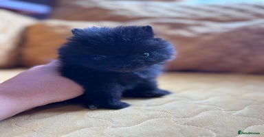 Pomeranian dogs - Advert 6