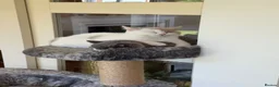 British Shorthair cats for sale: British Shorthair Bi-Colour Kitten Blue & White - Advert 3