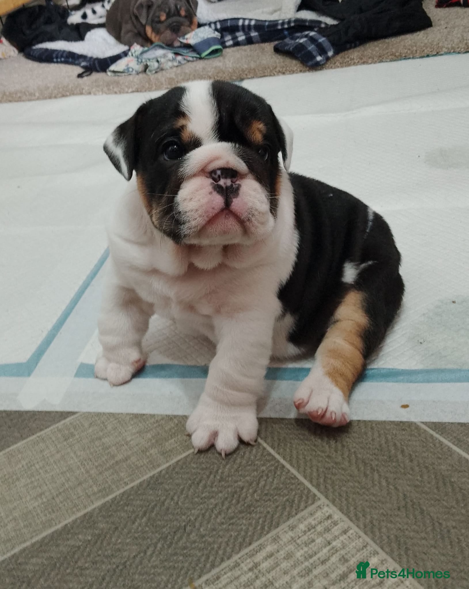 English Bulldog dogs Stunning English Bulldog Puppies - 2 Girls & 1 Boy - Advert 12