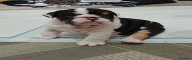 English Bulldog Puppy 3