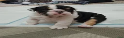English Bulldog dogs for sale: Stunning English Bulldog Puppies - 2 Girls & 1 Boy in Southsea - Advert 1