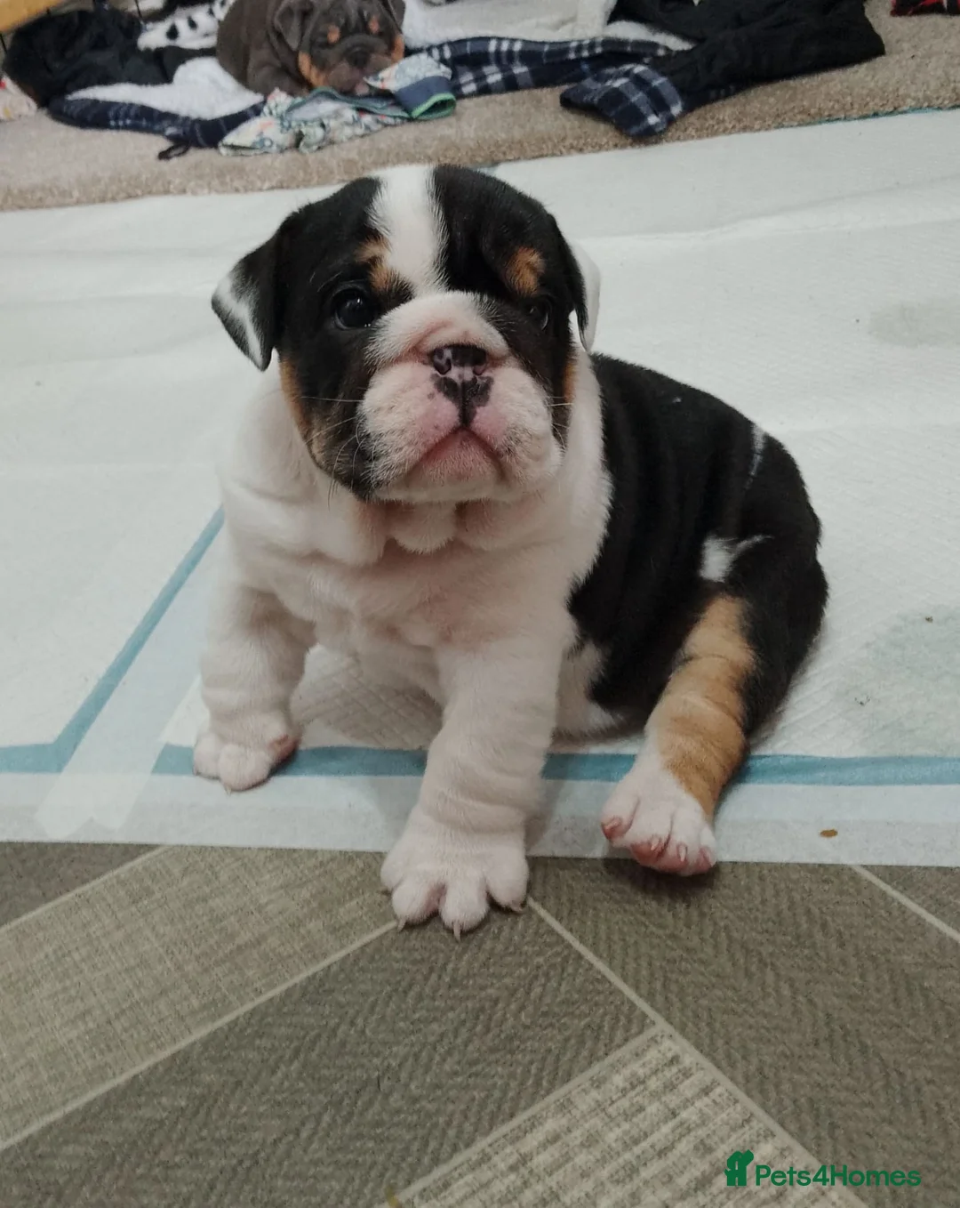 English Bulldog dogs for sale: Stunning English Bulldog Puppies - 2 Girls & 1 Boy in Southsea - Advert 1