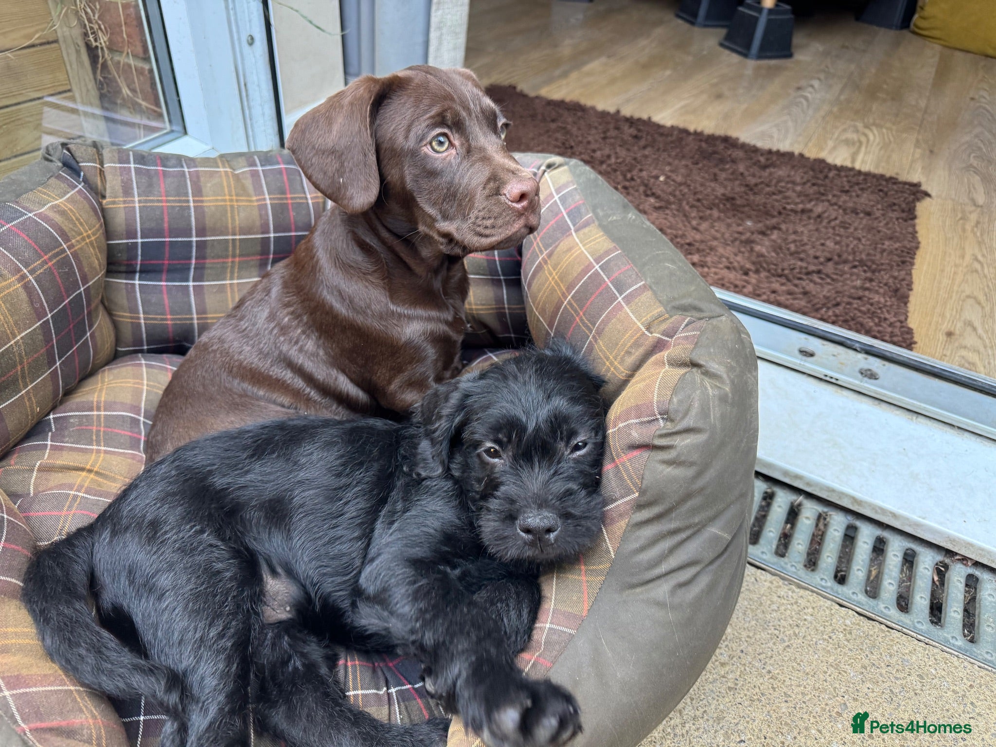 Mixed Breed dogs Frenchipoos - Advert 2