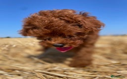 Toy Poodle dogs for sale: Toy Poodle Puppies–Asian Lines–Tiny Size - Image 27