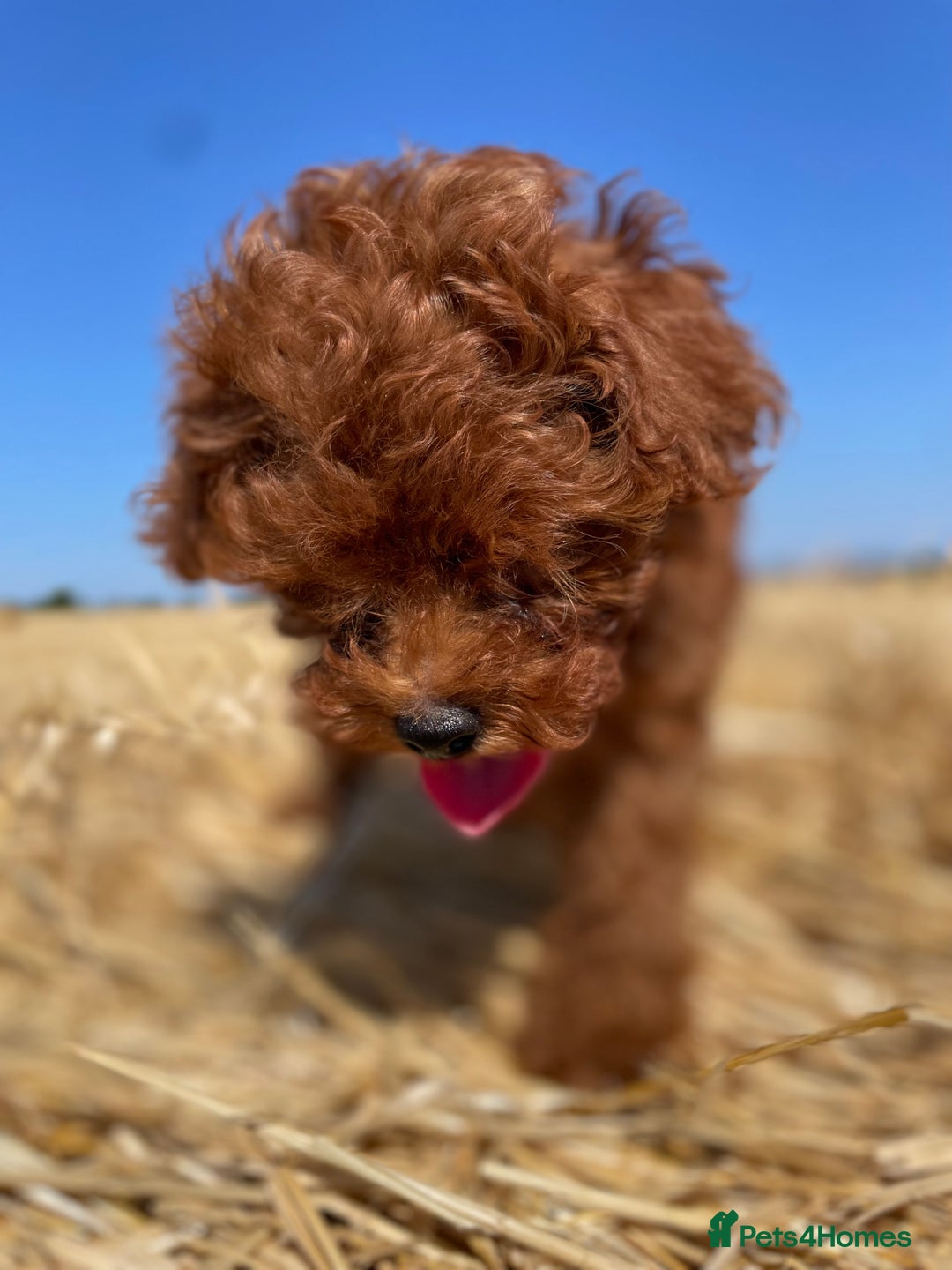 Toy Poodle dogs for sale: Toy Poodle Puppies–Asian Lines–Tiny Size - Image 27