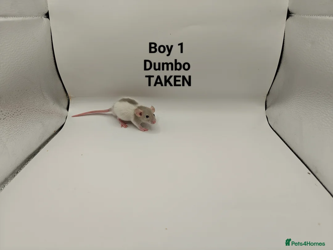 Rat rodents for sale: JAN: 27 Rats (6 Rats: 6 Boys Left) - Advert 2