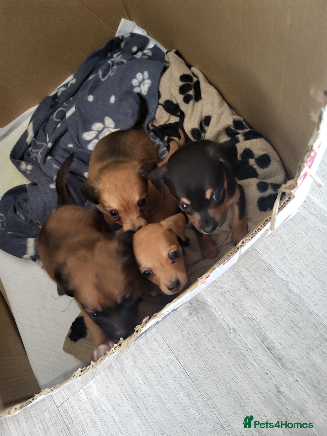 Chiweenie dogs for sale: Chiweenies  - Image 11