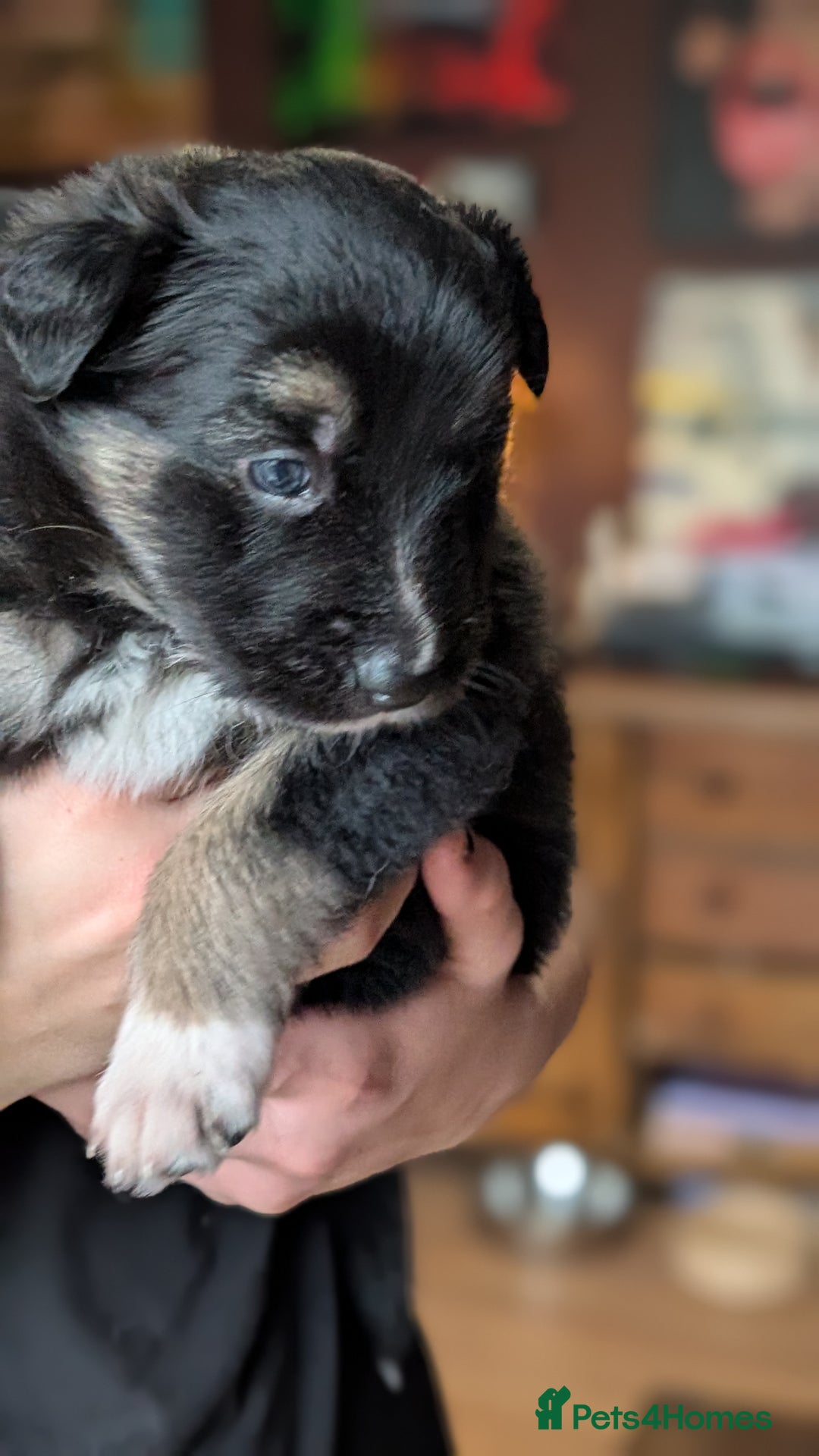 Mixed Breed dogs for sale: Shollie Pups Mid Feb! (German ShepxBorder Collie) - Advert 11