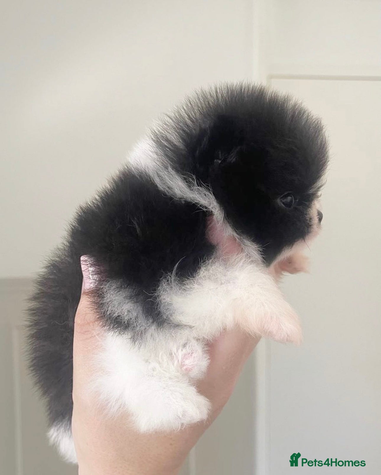 Pomeranian dogs ✨Micro KC Champion bloodline ✨Teddy bear Poms  - Advert 8