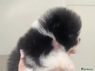 Pomeranian dogs ✨Micro KC Champion bloodline ✨Teddy bear Poms - Advert 3