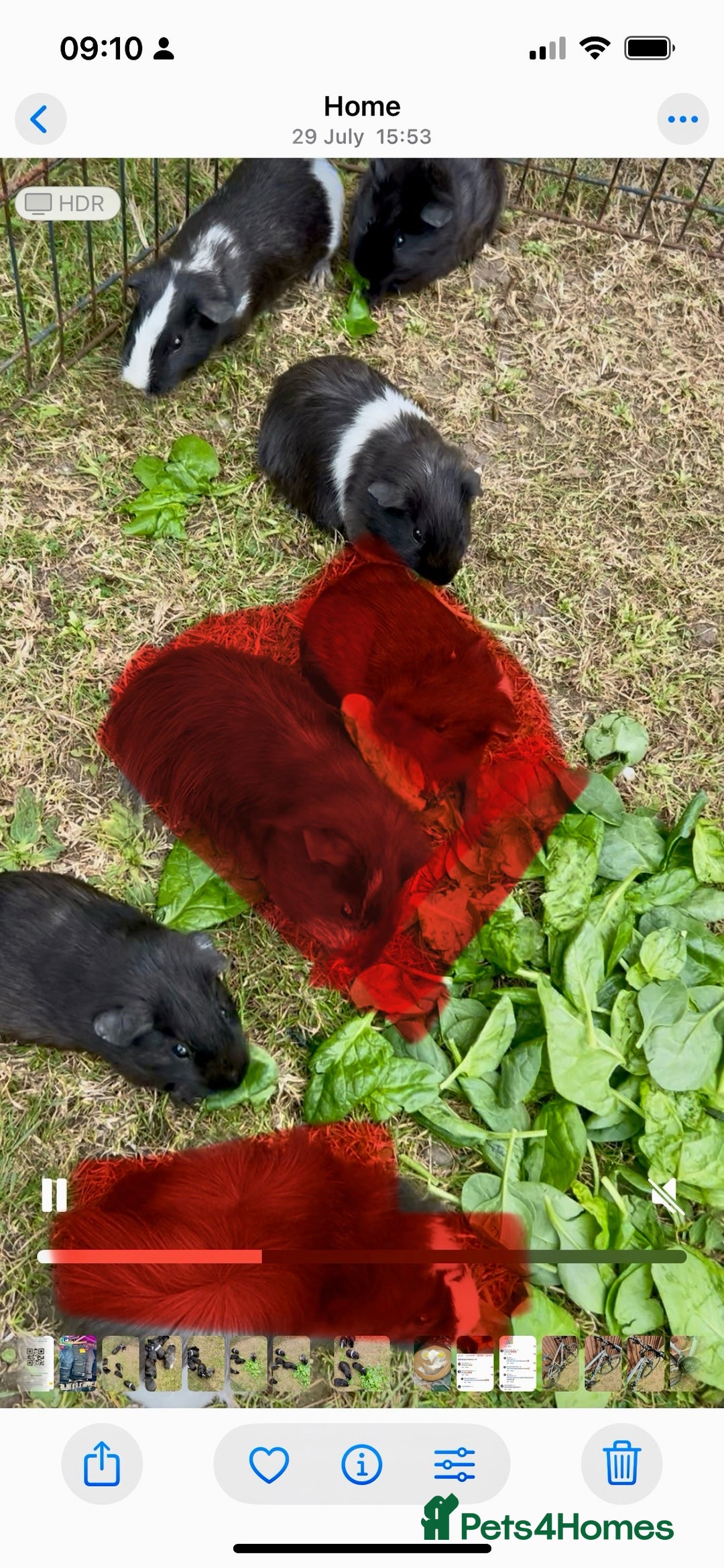 Guinea Pig rodents for sale: Last 4 male guinea pigs only £10 this week only - Image 1
