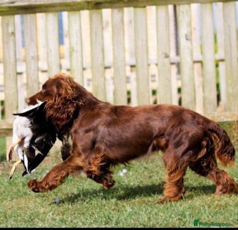 Cocker Spaniel dogs in Maidstone - Advert 14