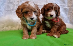 Cavapoo dogs for sale: Stunning F1 Cavapoo puppies, DNA tested parents  - Image 9