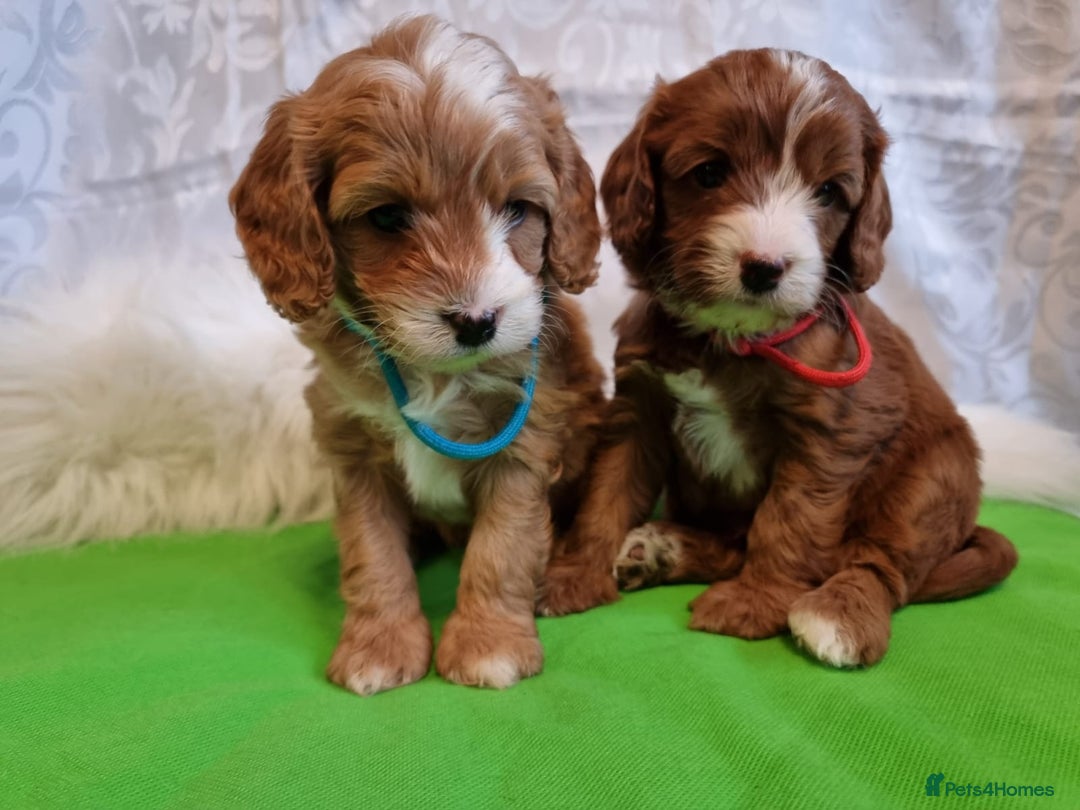 Cavapoo dogs for sale: Stunning F1 Cavapoo puppies, DNA tested parents  - Image 9