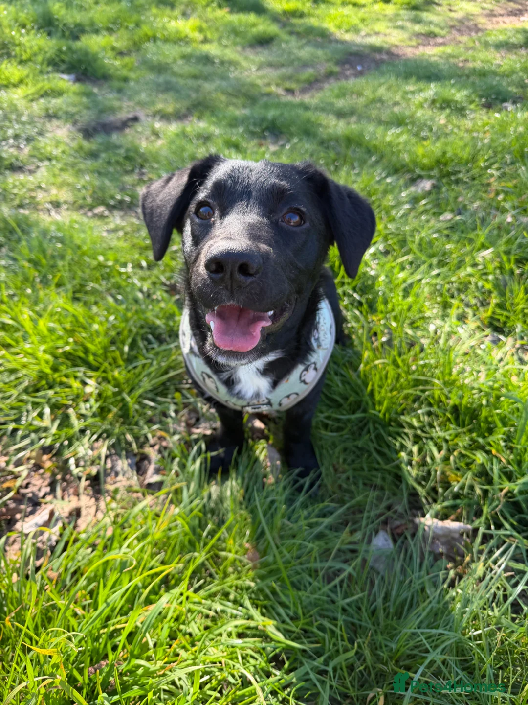 Goldador dogs for sale: Beloved minature Goldador puppy for a great home - Advert 1