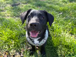 Goldador dogs Beloved minature Goldador puppy for a great home - Advert 4