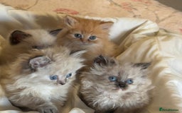 Mixed Breed cats for sale: Ragdoll X Persian kittens  - Image 15