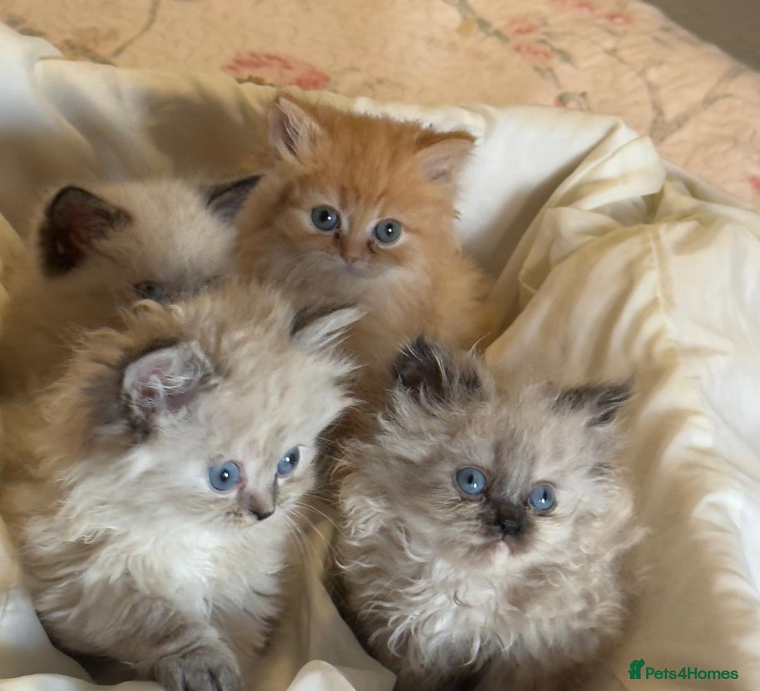 Mixed Breed cats for sale: Ragdoll X Persian kittens  - Image 15