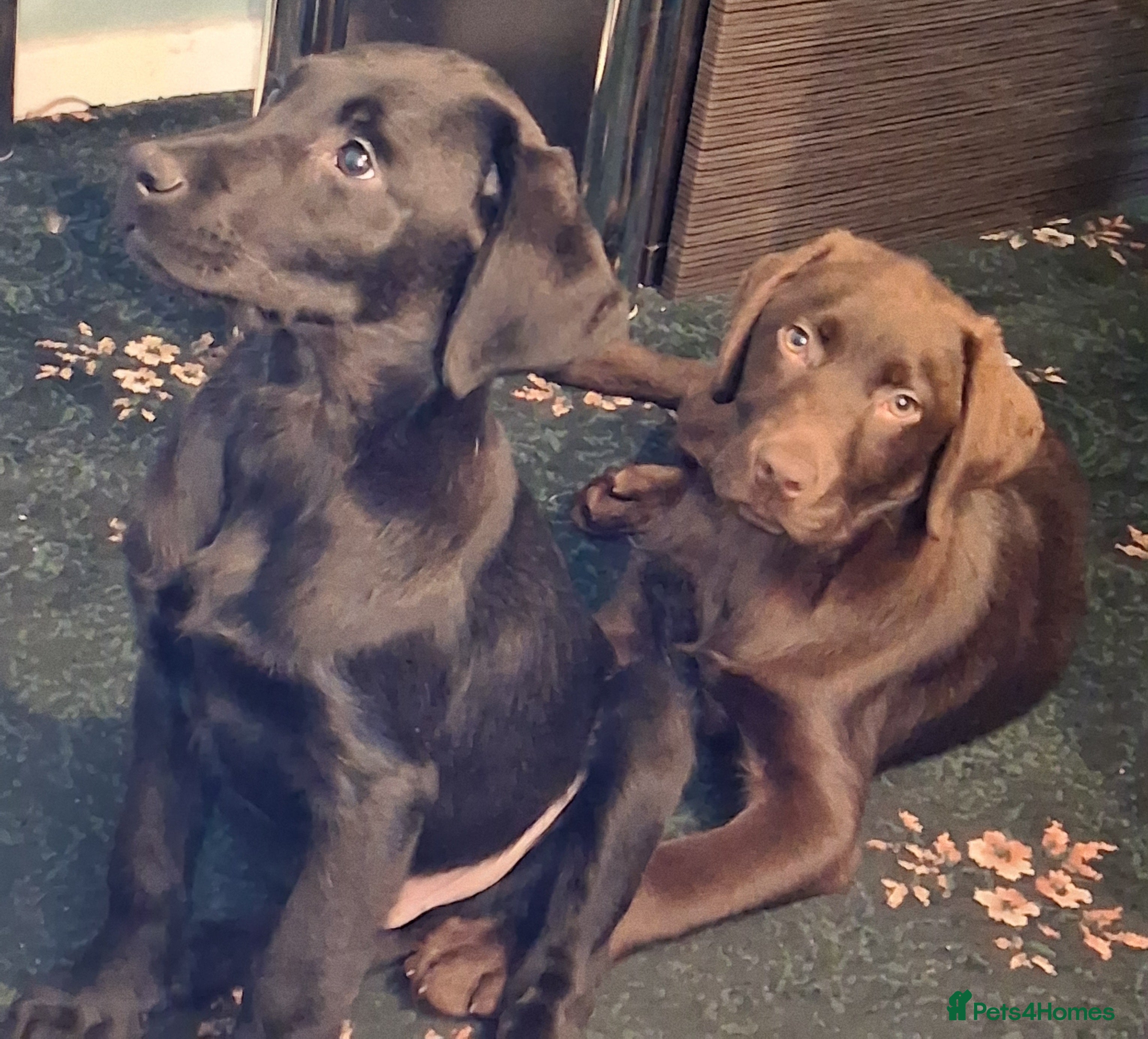 Labrador Retriever dogs Stunning big pedigree labrador puppies - Advert 8