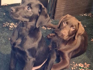 Labrador Retriever dogs Stunning big pedigree labrador puppies - Advert 8