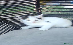 Persian cats for sale: Very beatifull mix breed/Persian kittens  - Image 29