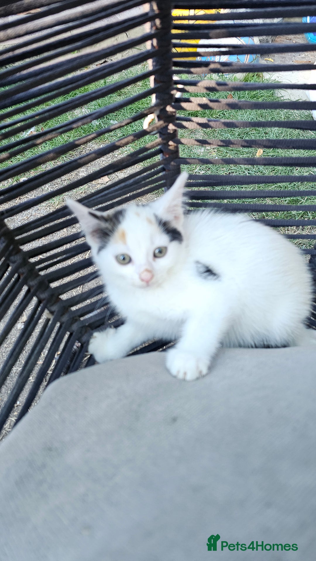 Persian cats for sale: Very beatifull mix breed/Persian kittens  - Image 29