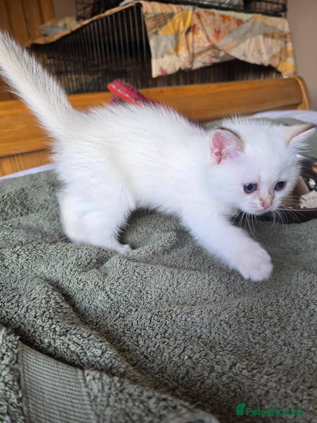 British Shorthair cats for sale: 1 TICA REG BSH GOLDEN COLOURPOINT POINT  - Image 12