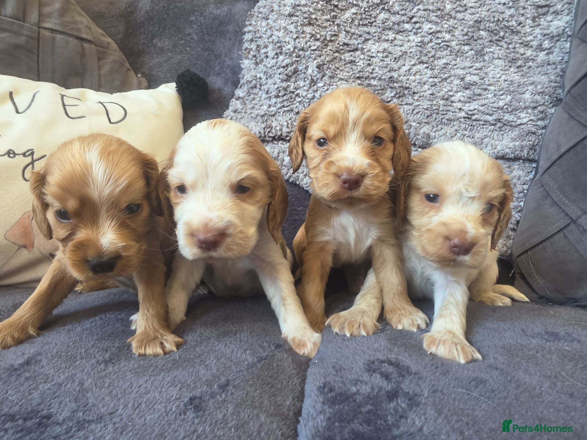 Cocker Spaniel dogs SHOW TYPE health tested KC cocker spaniels  - Advert 14