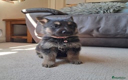 German Shepherd dogs for sale: German shepherd puppies  - Image 7
