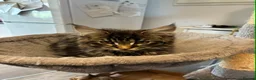 Maine Coon cats for sale: Maine coon kittens - Advert 5